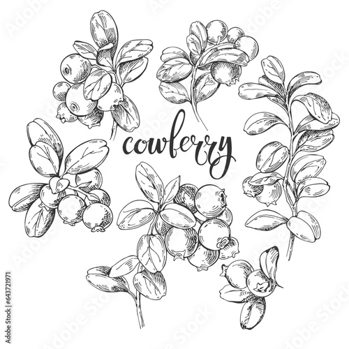  Cowberry. Isolated berry branch sketch on white background. Vector illustration. Detailed hand drawn food. Great for label, poster, print.