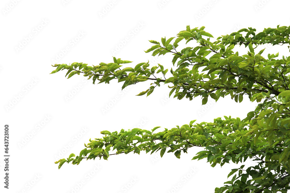 Green leaf or branch isolated on white background. Green leaf or branch isolated on white background.