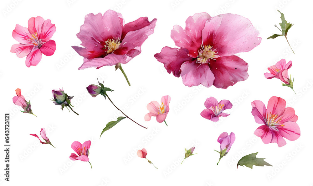 Floral summer set Pink Flowers isolated on white background. Watercolor botanical painting