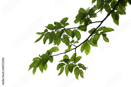 Green leaf or branch isolated on white background.