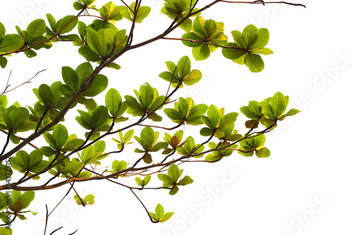 Fototapeta Naklejka Na Ścianę i Meble -  Green leaf or branch isolated on white background.