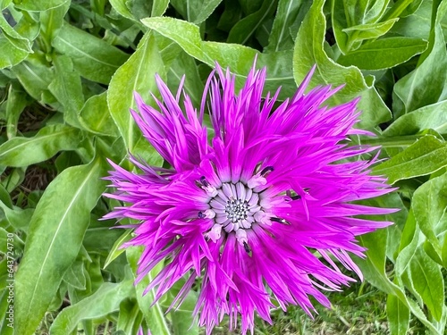 Colorful knapweed flower blooming in Iceland  photo