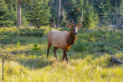 Canvas Print Male Elk standing in the woods, looking at camera