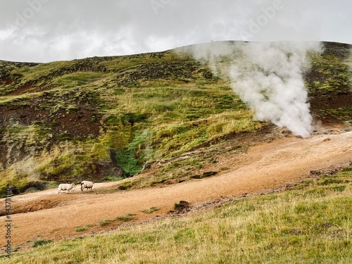 Mossy and wetland terrain of Reykjadalur Valley, Iceland. Valley is known for its mudpots, soda springs and geothermal activity. photo