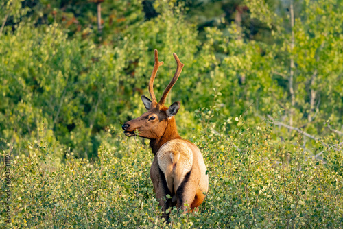 male elk from the back with side profile of head standing in green bush with green trees