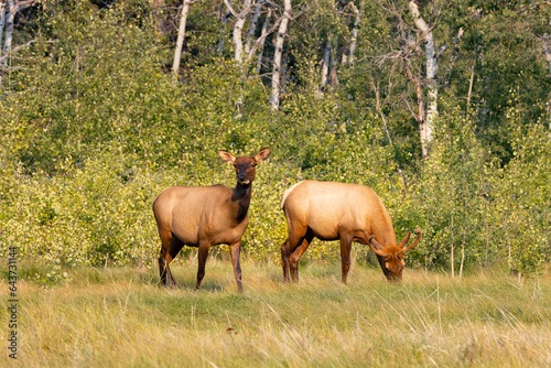 male and female elk in front of tree line in meadow during autumn rut in Jasper National Park Alberta