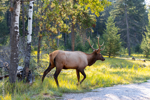 side profile of young bull elk in the woods during the autumn rut 