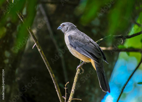 Hermosa rompe huesos hembra ( Saltador aurantiirostris) posada en una rama con su plumaje color gris plomizo y su pecho amarillento , esperando a su pareja.  photo