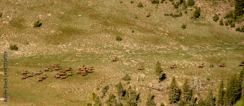 Herd of Elk Run Across A Barren Field