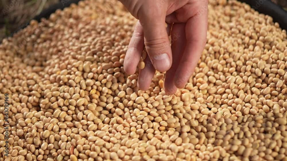 soybean agriculture. farmer touching soybean grains close-up. agriculture business soy a farm concept. farmer hands are sorting lifestyle out soybean grains holding in his hands