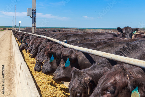 Closeup view of feeding process of black angus herd.