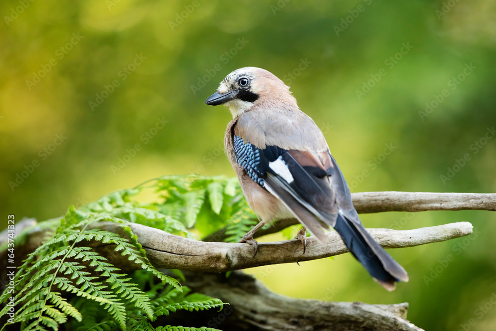 Beautiful portrait of the Eurasian jay, Garrulus glandarius. A bird sits in a deep forest on the branch. Wildlife scene from Czech republic. Beautiful portrait of the Eurasian jay, Garrulus glandarius. A bird sits in a deep forest on the branch. Wildlife scene from Czech republic.
