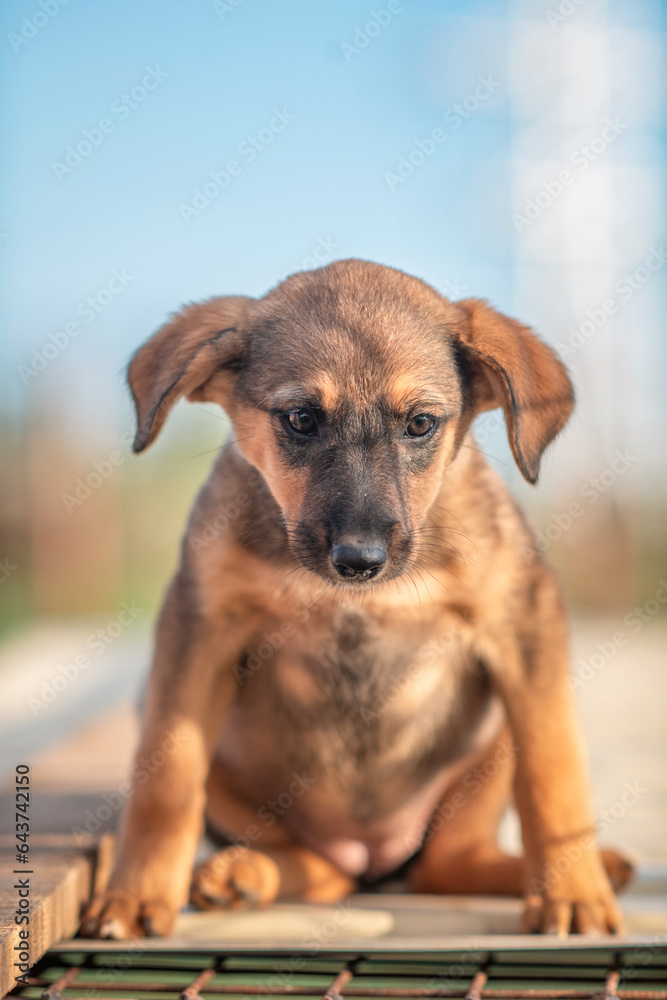 Homeless beautiful puppy in a dog shelter. Homeless beautiful puppy in a dog shelter.