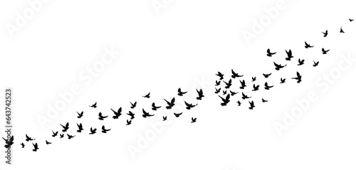 Leinwand Poster flying birds flock silhouette
