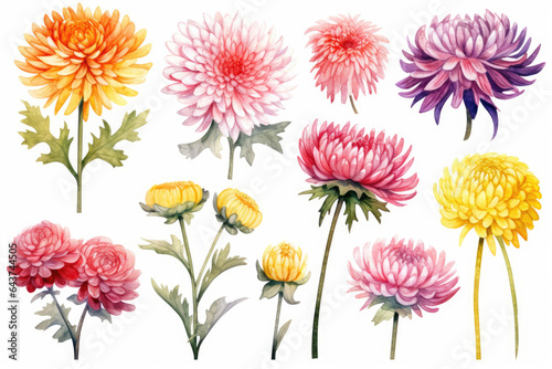 Watercolor image of a set of chrysanthemum flowers on a white background