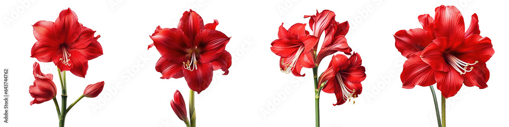 Red amaryllis flower blooming against a transparent background - obrazy, fototapety, plakaty 