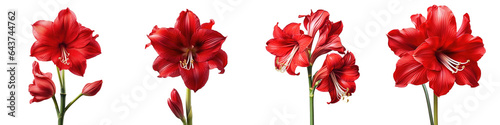 Red amaryllis flower blooming against a transparent background photo