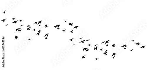flying birds flock silhouette