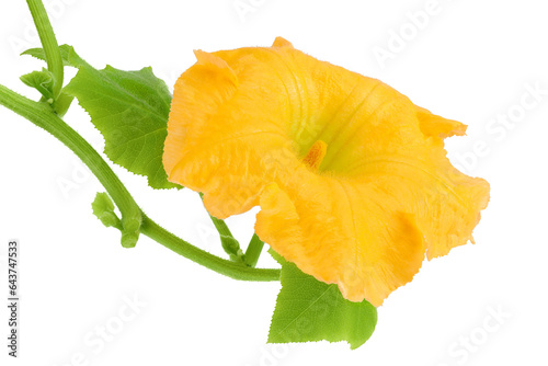 Yellow pumpkin or zucchini flower isolated on a white background.