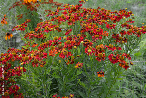 Bunch of Helenium autumnale flowers growing in the garden. photo