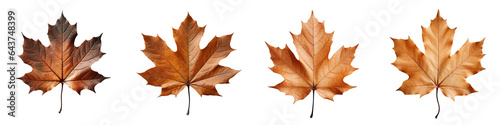 Close up of an isolated maple leaf in various colors on a transparent background showcasing its surface structure