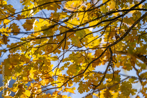 Golden Yellow and Orange Fall Autumn Leaves on Tree