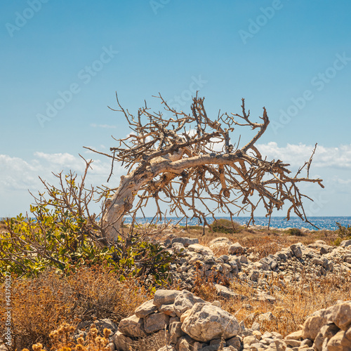 tree on the shore