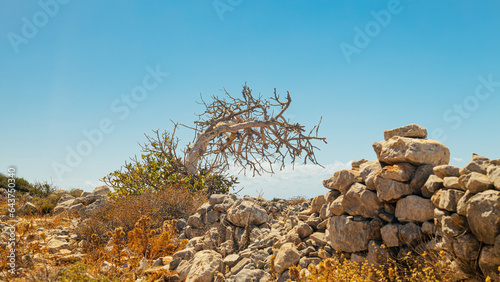 tree on the rocks