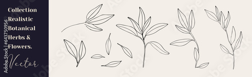 Floral branch and minimalist leaves. Hand drawn line wedding herb, elegant wildflowers. Minimal line art drawing for print, cover or wallpaper
