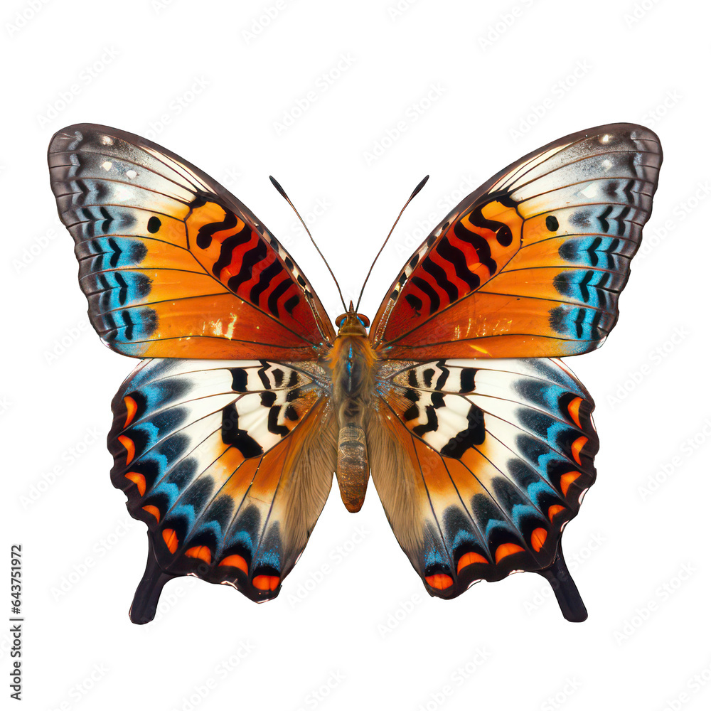 Fototapeta premium butterfly