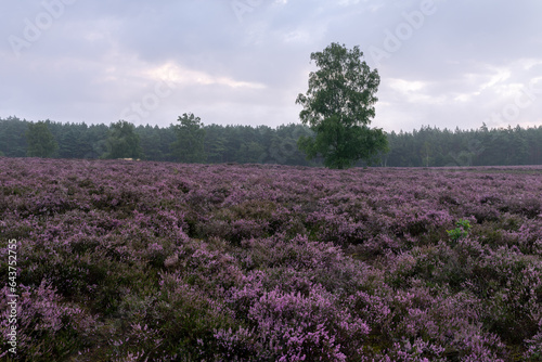lueneburg heather 