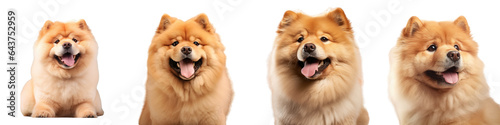Isolated chowchow dog with fluffy coat on a transparent background