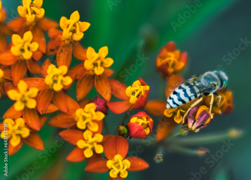 Bee on a flower