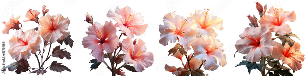 Hibiscus flower bloom with sunlight on a transparent background