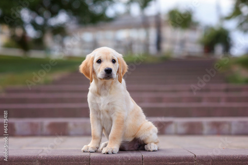 dog puppy golden retriever 3 months old walks in the park in the summer in nature near the oak