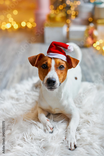 Cute and Funny Jack Russell Terrier is waiting for the holiday at home. © Inna Vlasova