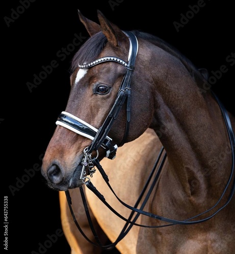  Elegant horse portrait on black backround. Horse on dark backround.Beautiful horse portrait on black background .Horse isolated on black .   © mamo studios