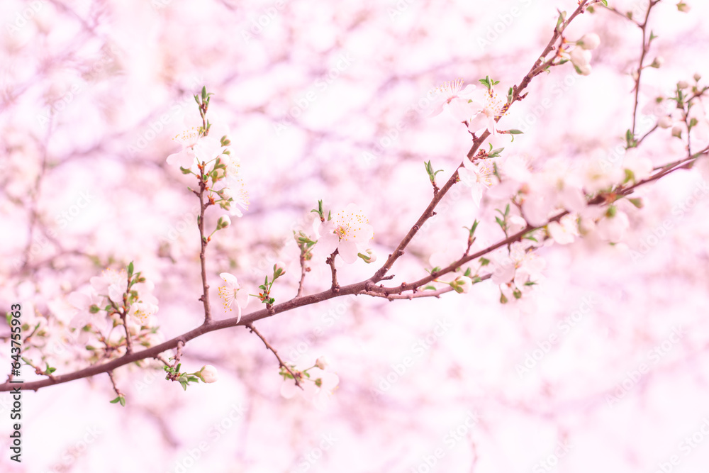 A delicate tree branch blooming with white flowers on a light pink background. Spring flowering fruit trees A delicate tree branch blooming with white flowers on a light pink background. Spring flowering fruit trees