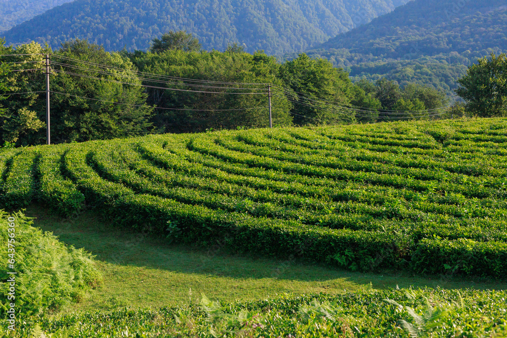 Summer view of tea plantation at mountain slope.