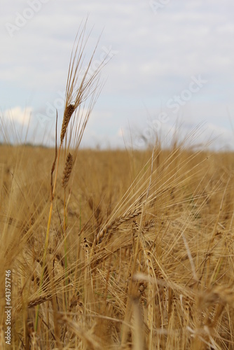 rye field