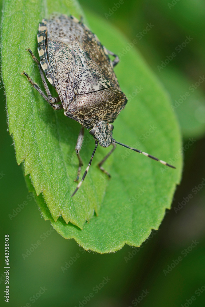 Vertical close-up on a grey mottled shield bug, Rhaphigaster nebulosa , hanging downwards on a green leaf Vertical close-up on a grey mottled shield bug, Rhaphigaster nebulosa , hanging downwards on a green leaf