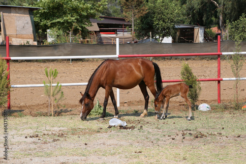 Horse and foal in the pen