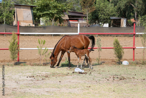 Horse and foal in the pen