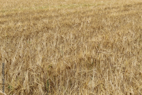 rye field