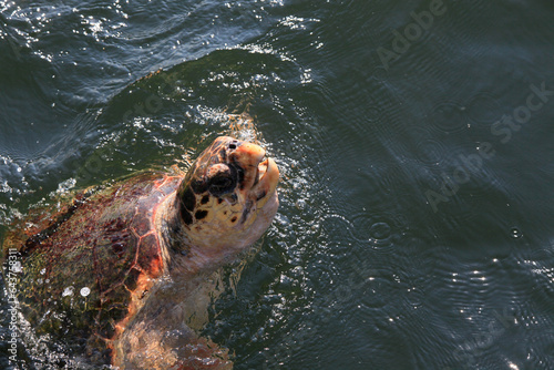 Huge turtle emerges from the water, Dalyan, Turkey