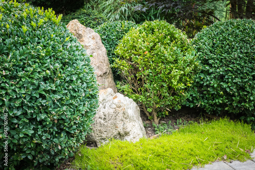 cut bushes into clouds Japanese garden photo