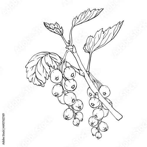 Red currant berries isolated on white background. Hand drawn vector botanical illustration. Clip art berry branches sketch. Summer fruit engraved style illustration
