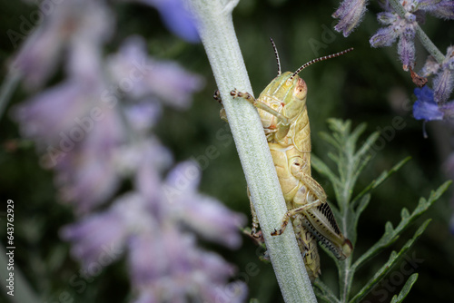 Grasshopper photo