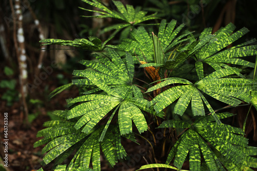 Mapu palm or Striped leaf palm (Licuala mattanensis) from Rainforest in borneo photo
