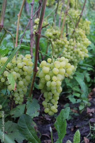 bunches of grapes